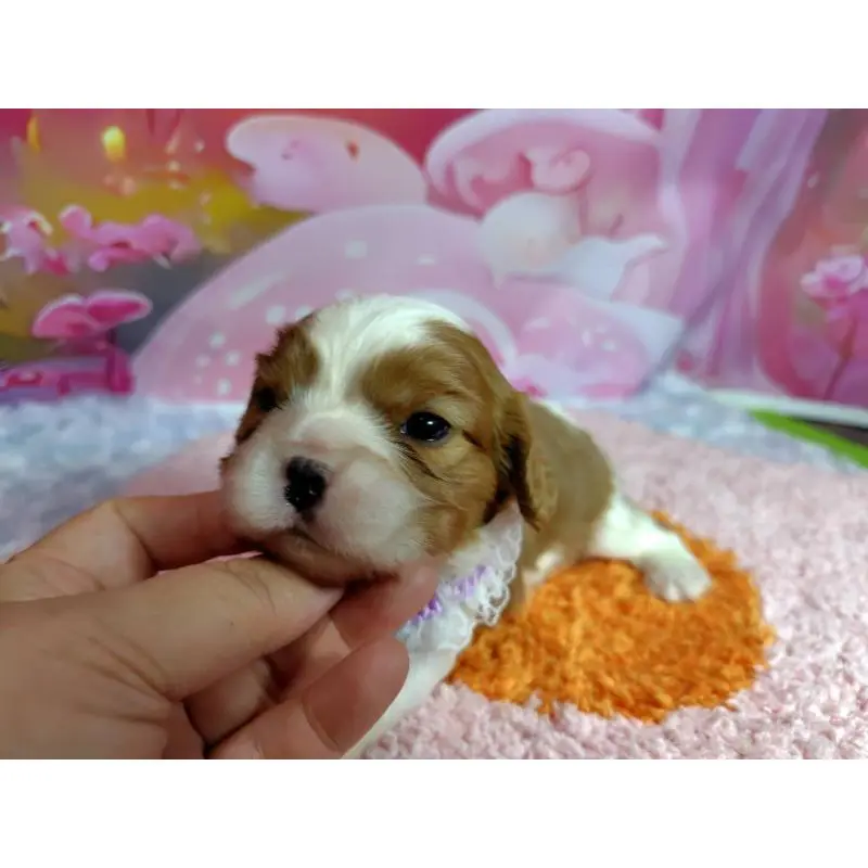 販売中の神奈川県のキャバリアキングチャールズスパニエル-412265の4枚目