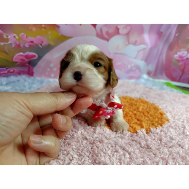 販売中の神奈川県のキャバリアキングチャールズスパニエル-412267の8枚目