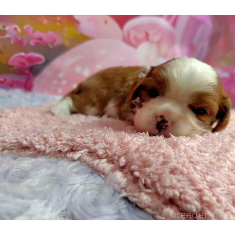 販売中の神奈川県のキャバリアキングチャールズスパニエル-412268の3枚目