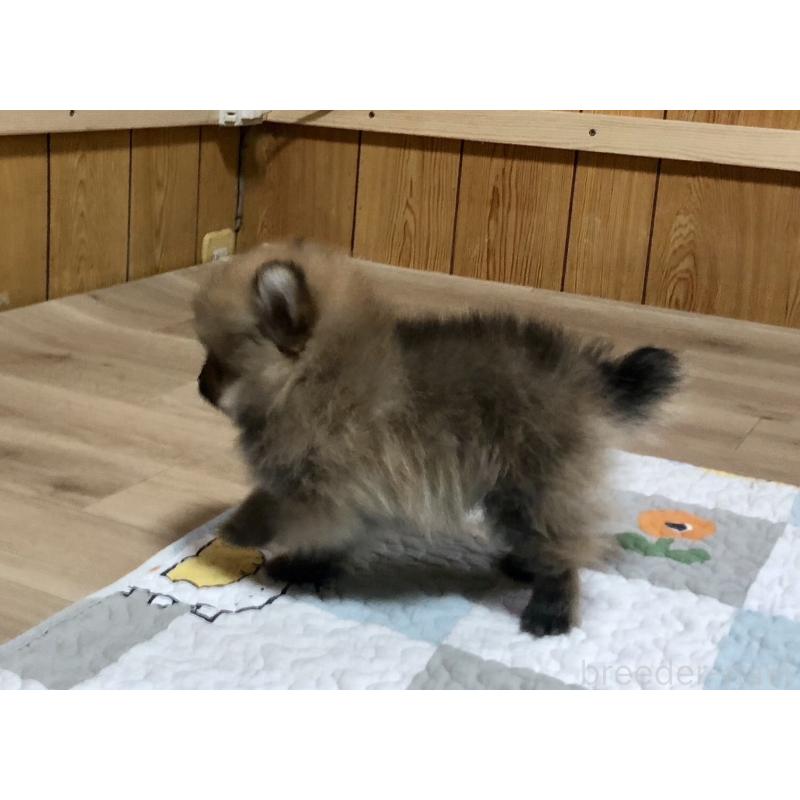 販売中の千葉県のポメラニアン-412271の3枚目