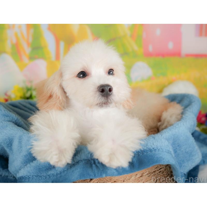 販売中の群馬県のビションプー:ビションフリーゼ×トイプードル-412433の8枚目