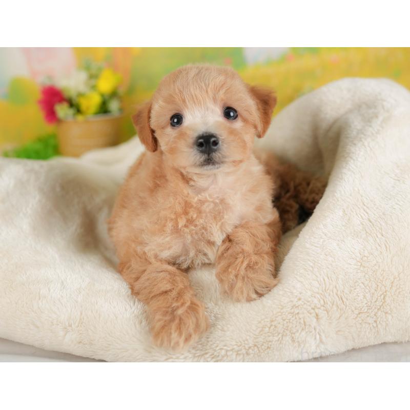 販売中の群馬県のビションプー:ビションフリーゼ×トイプードル-412427の1枚目