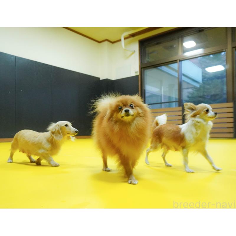 販売中の群馬県のビションプー:ビションフリーゼ×トイプードル-412428の13枚目