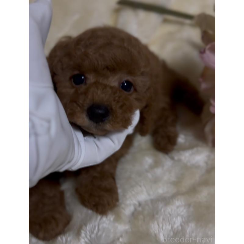 販売中の香川県のトイプードル-412276の4枚目