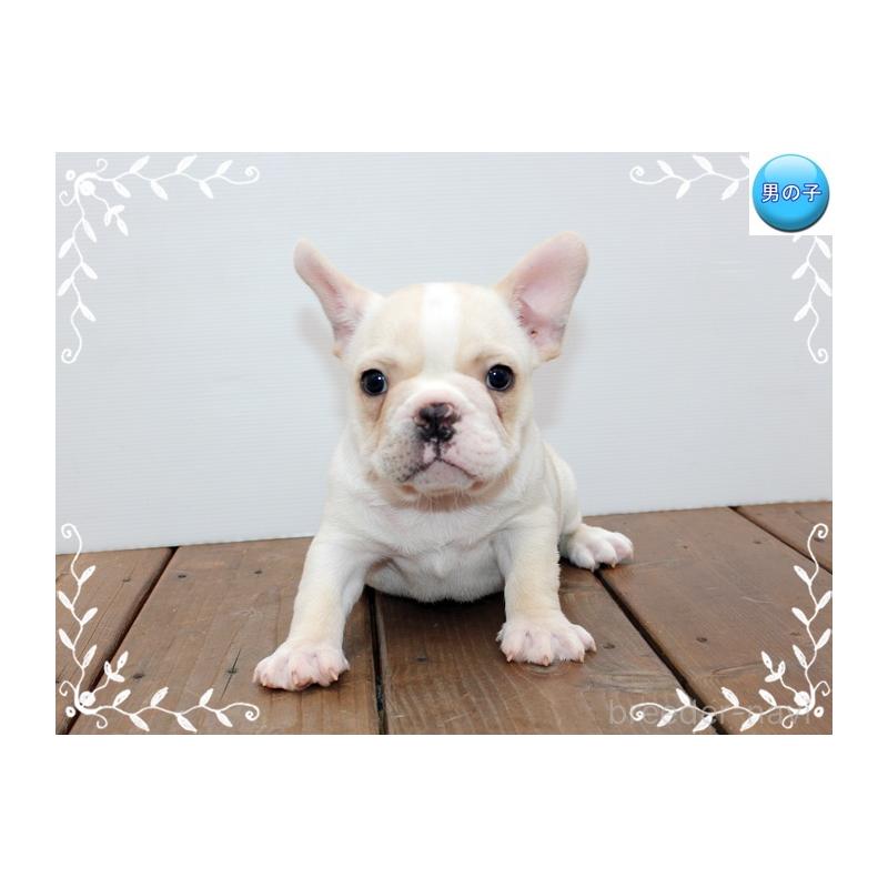 成約済の神奈川県のフレンチブルドッグ-408932の5枚目