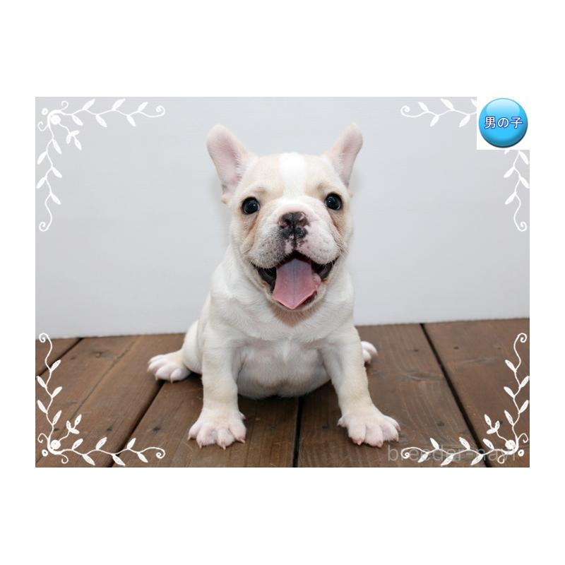 成約済の神奈川県のフレンチブルドッグ-408932の4枚目