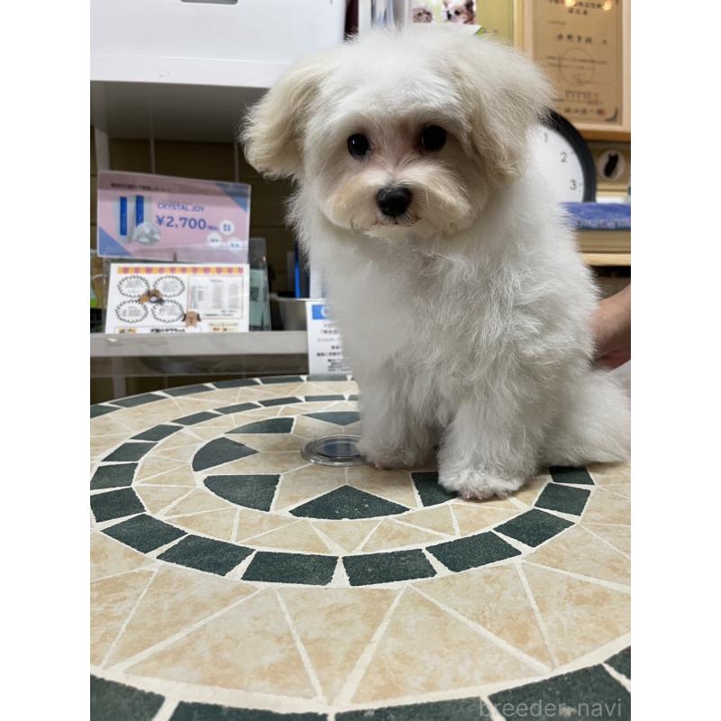 商談中の愛知県のマルプー:マルチーズ×トイプードル-385690の2枚目