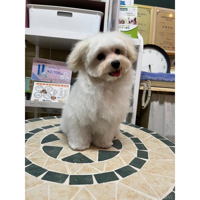 商談中の愛知県のマルプー:マルチーズ×トイプードル-385690