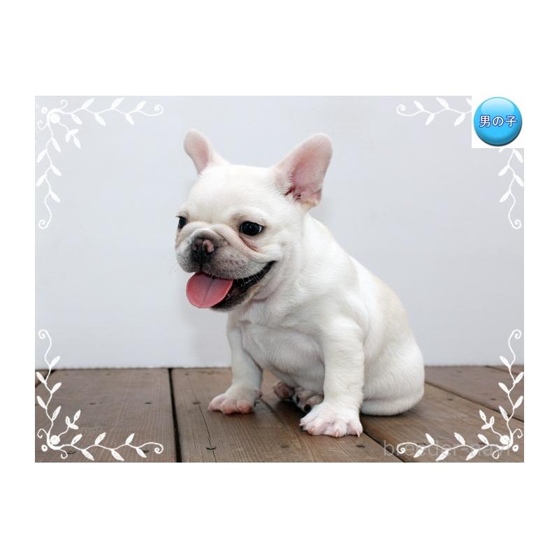 成約済の神奈川県のフレンチブルドッグ-408933の4枚目