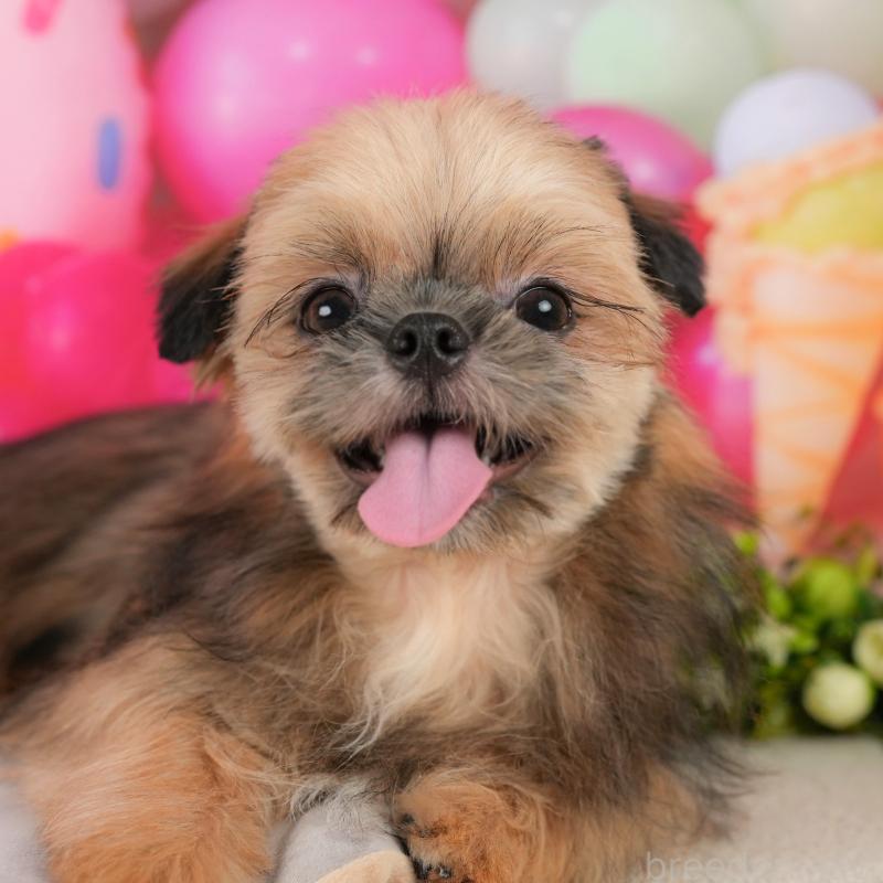販売中の埼玉県のミックス犬-412527