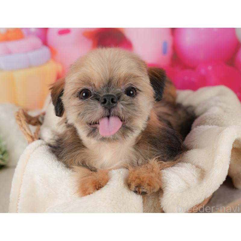 販売中の埼玉県のミックス犬-412527の10枚目