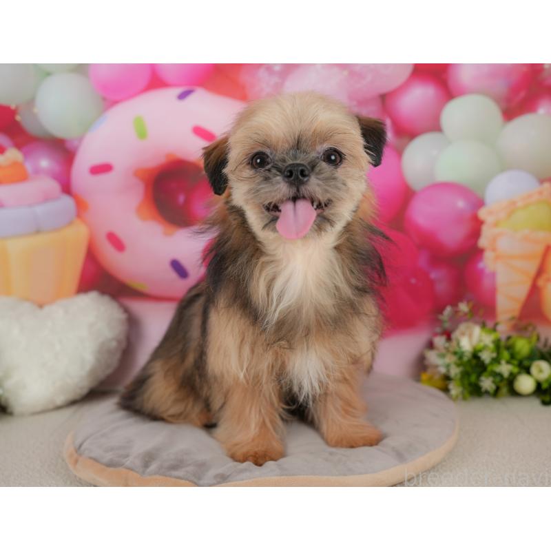 販売中の埼玉県のミックス犬-412527の8枚目