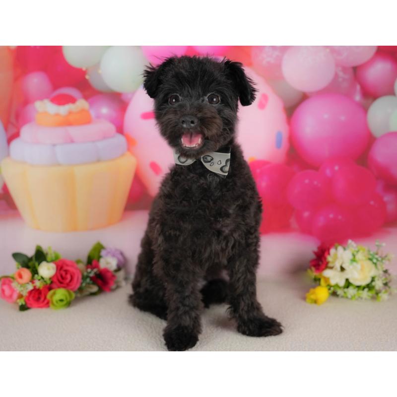 販売中の埼玉県のミックス犬-412532の10枚目