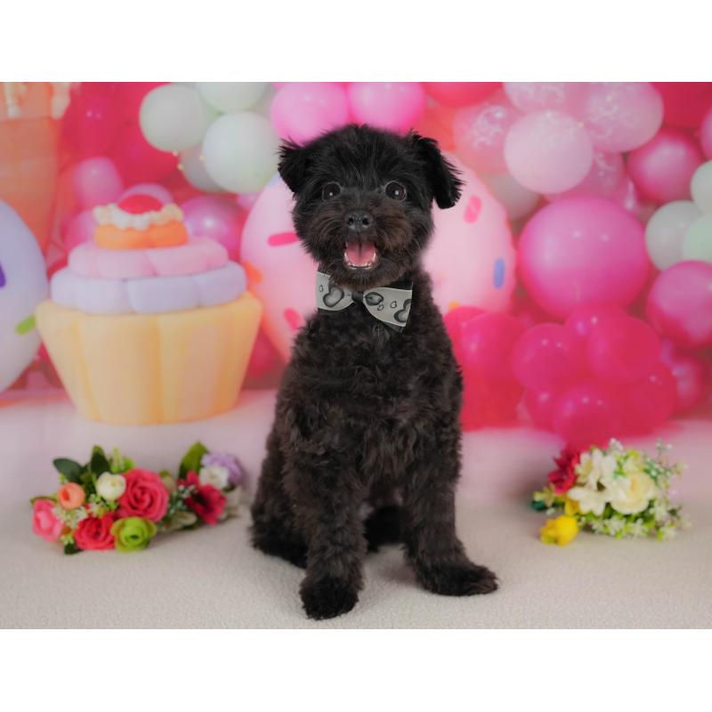 販売中の埼玉県のミックス犬-412532の8枚目