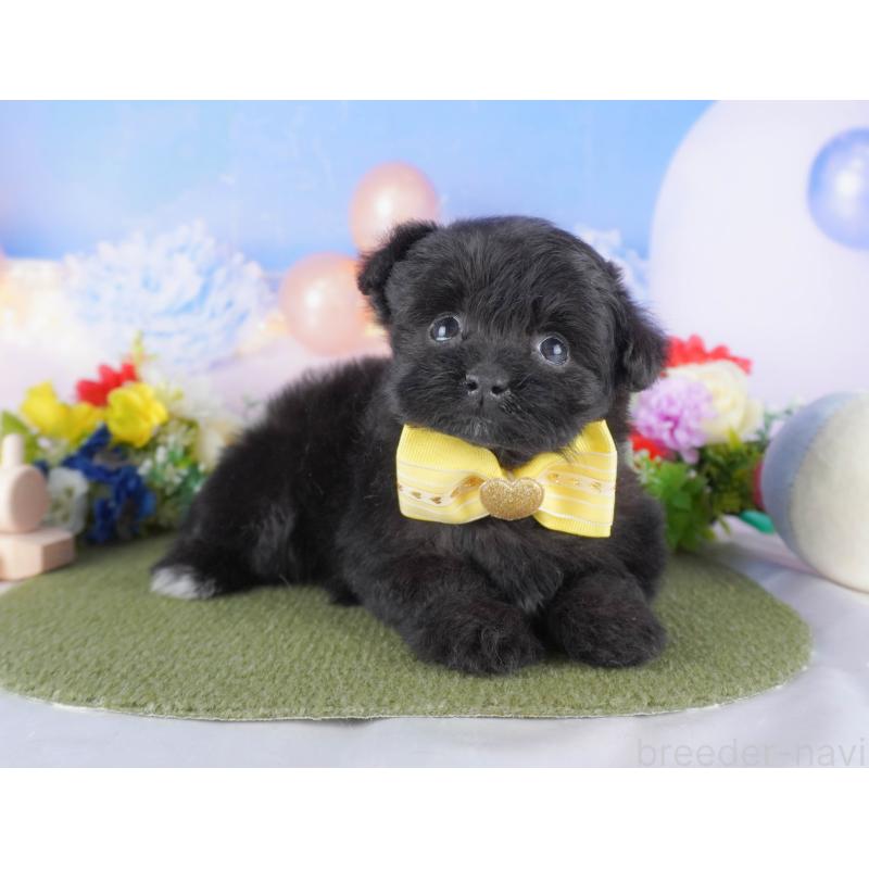 販売中の埼玉県のミックス犬-412532の7枚目