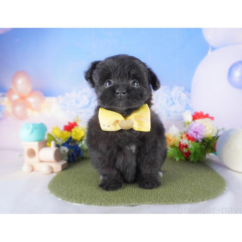 販売中の埼玉県のミックス犬-412532の6枚目