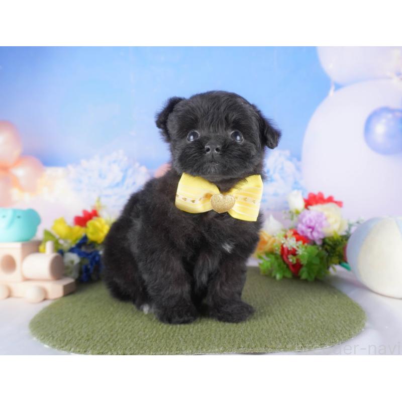 販売中の埼玉県のミックス犬-412532の5枚目