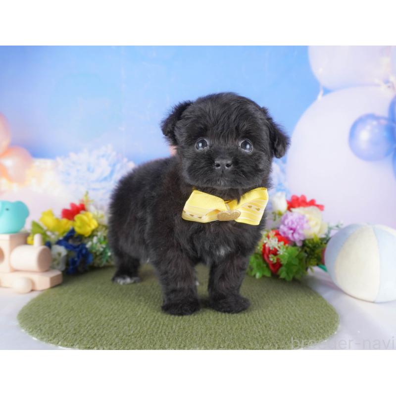 販売中の埼玉県のミックス犬-412532の4枚目