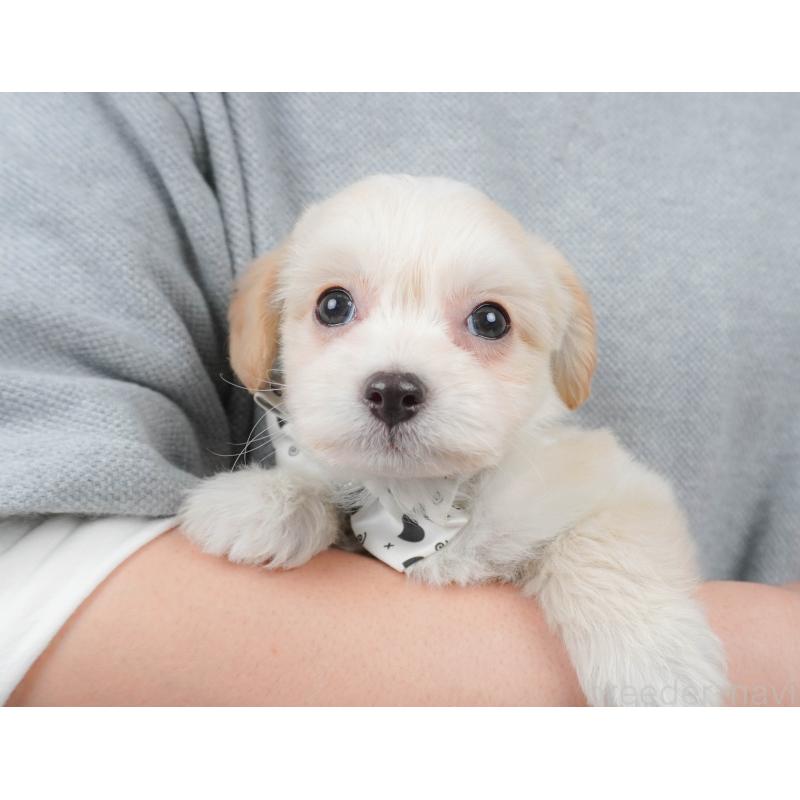 販売中の埼玉県のミックス犬-412535の7枚目