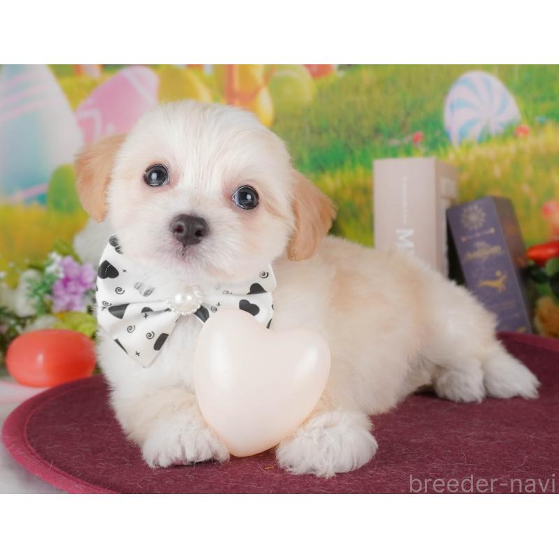 販売中の埼玉県のミックス犬-412535の5枚目