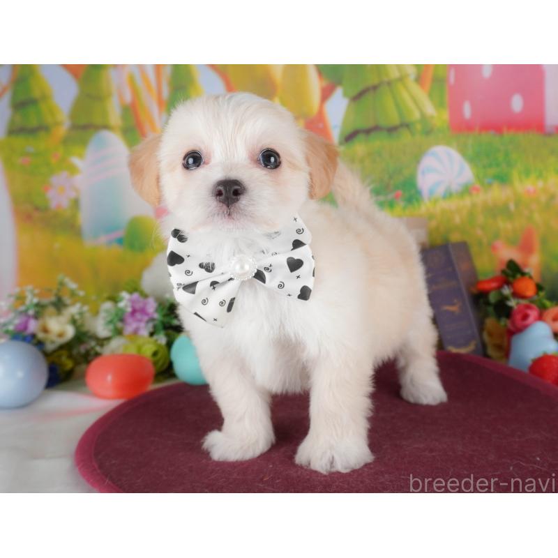 販売中の埼玉県のミックス犬-412535の4枚目