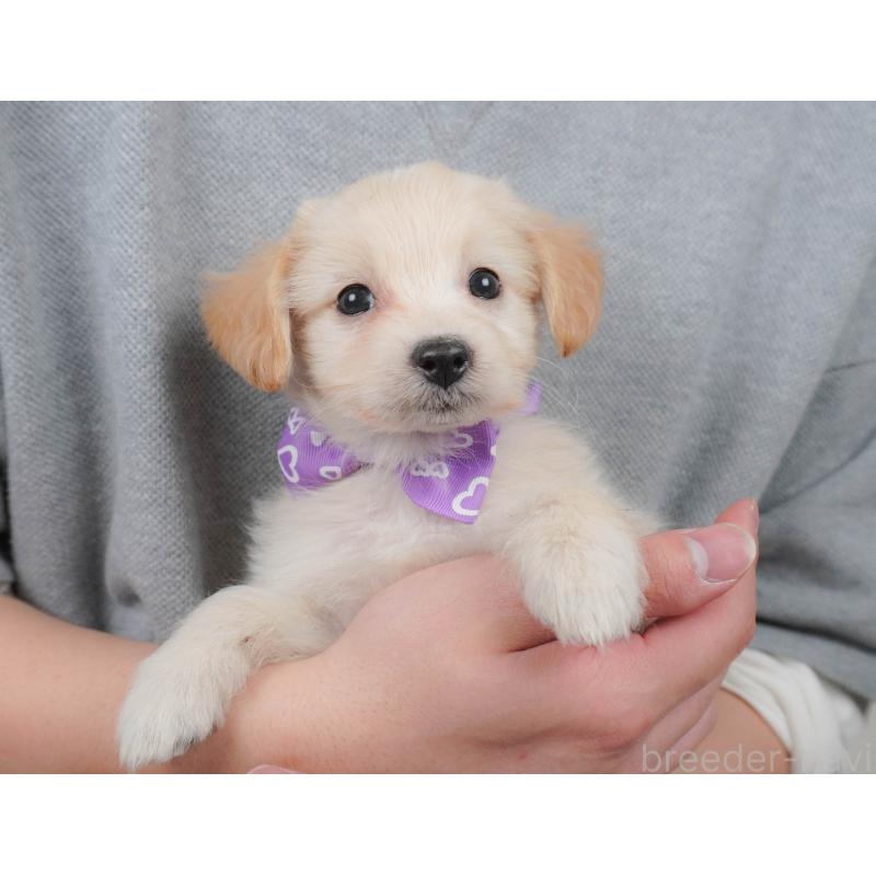 販売中の埼玉県のミックス犬-412533の6枚目