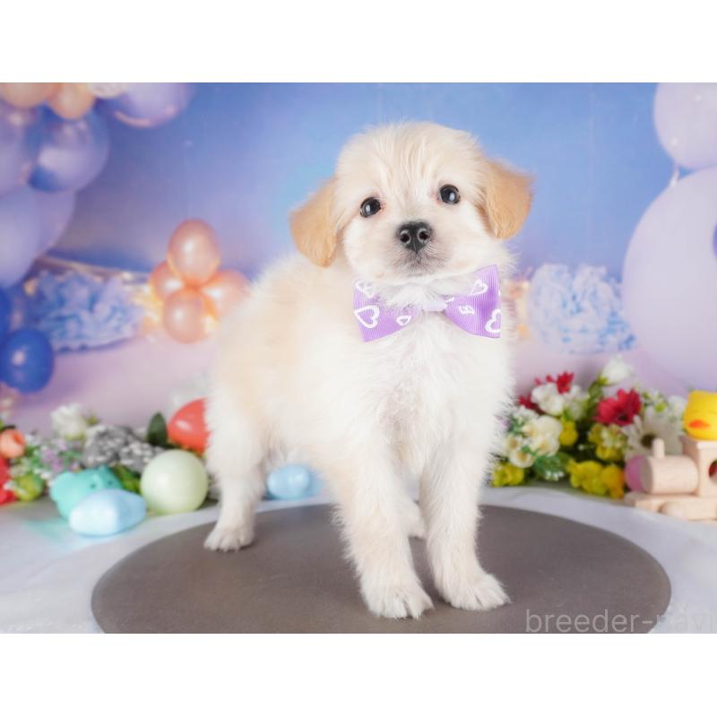 販売中の埼玉県のミックス犬-412533の5枚目