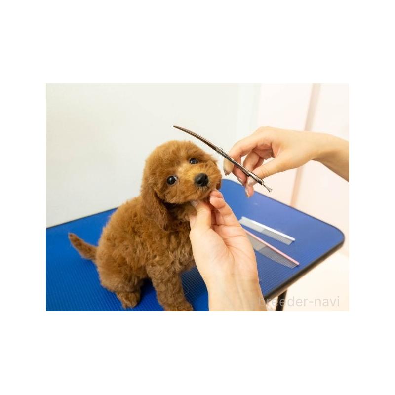 販売中の埼玉県のミックス犬-412522の14枚目