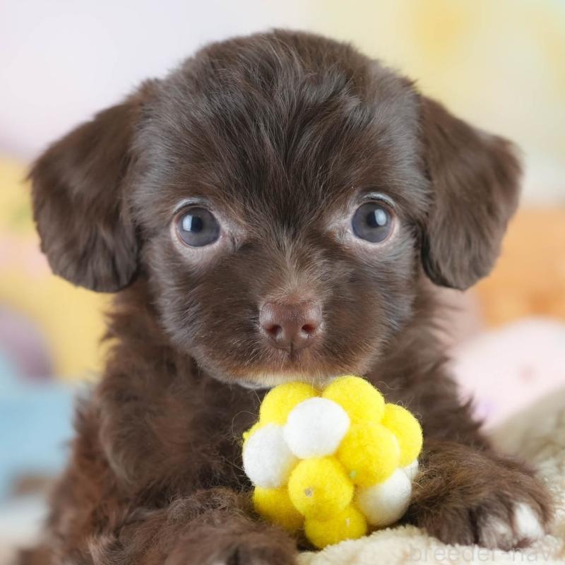 販売中ののミックス犬-412522
