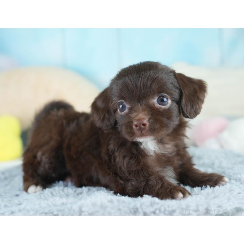 販売中の埼玉県のミックス犬-412522の10枚目