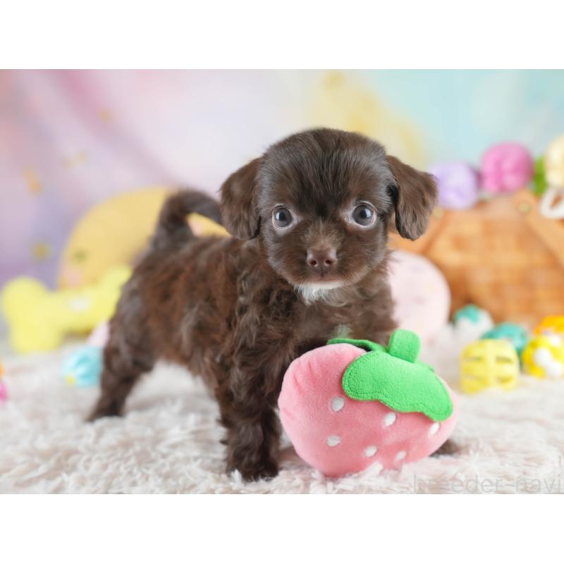 販売中の埼玉県のミックス犬-412522の9枚目