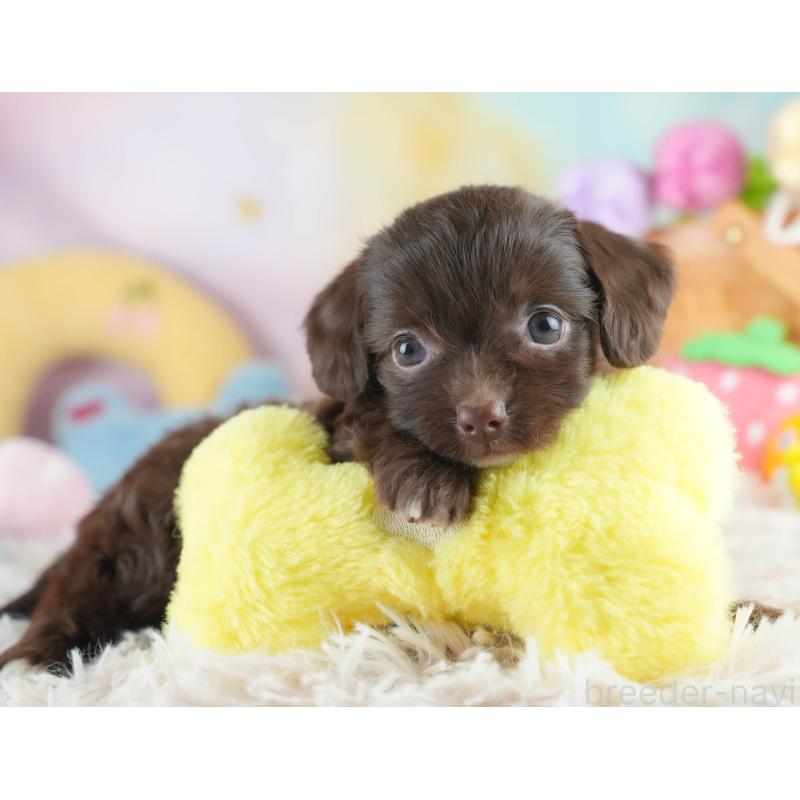 販売中の埼玉県のミックス犬-412522の8枚目