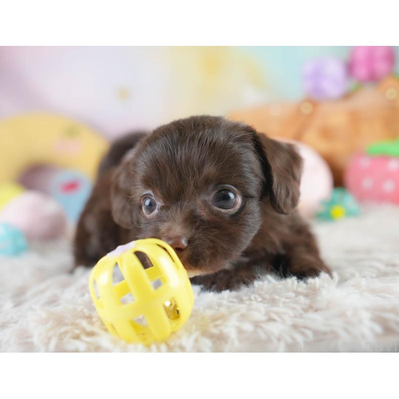販売中の埼玉県のミックス犬-412522の7枚目