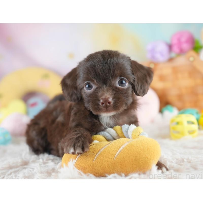 販売中の埼玉県のミックス犬-412522の6枚目
