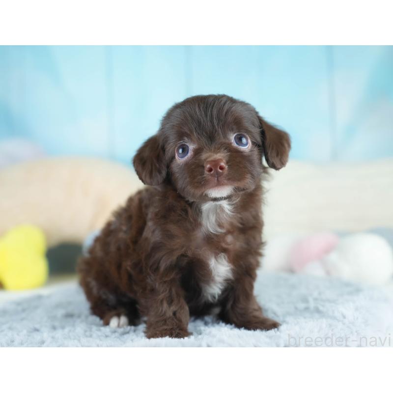 販売中の埼玉県のミックス犬-412522の5枚目