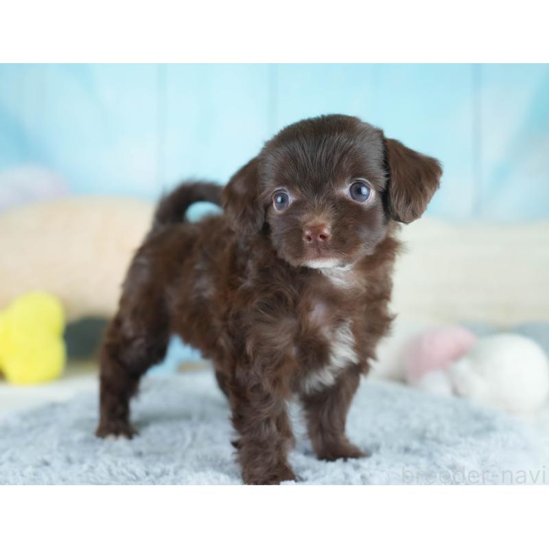 販売中の埼玉県のミックス犬-412522の4枚目