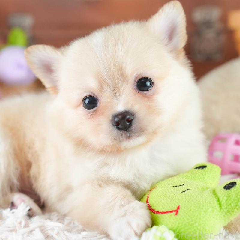 販売中ののミックス犬-412520