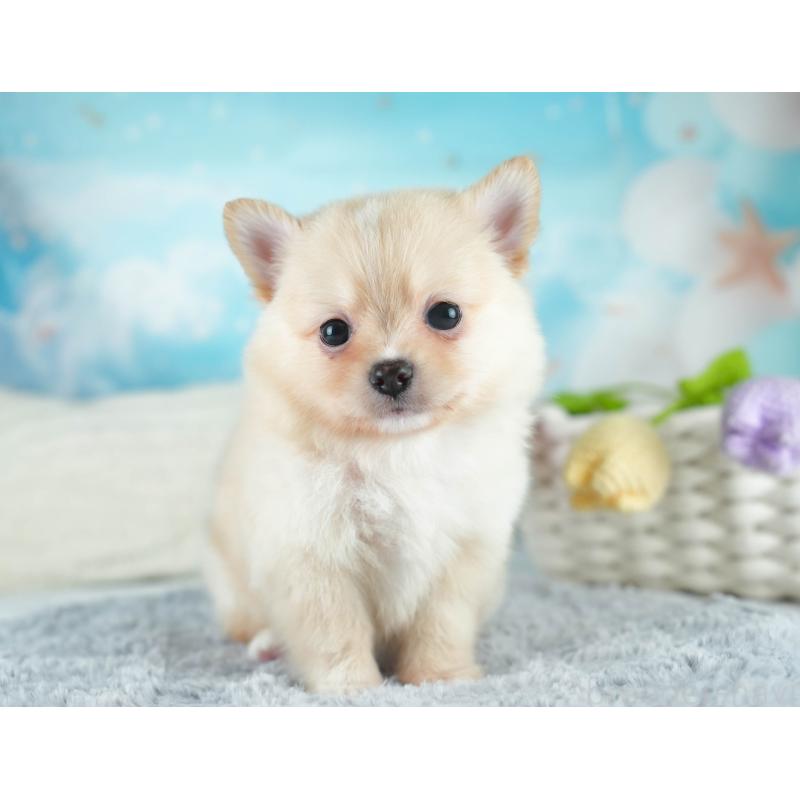 販売中の埼玉県のミックス犬-412520の10枚目
