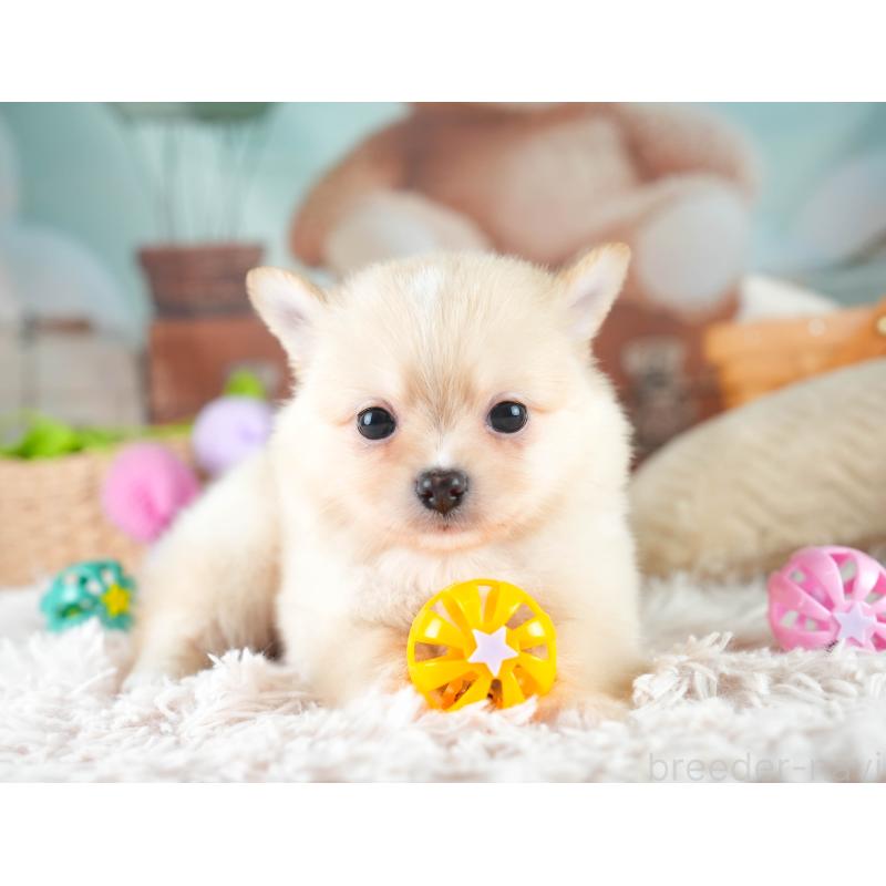 販売中の埼玉県のミックス犬-412520の9枚目