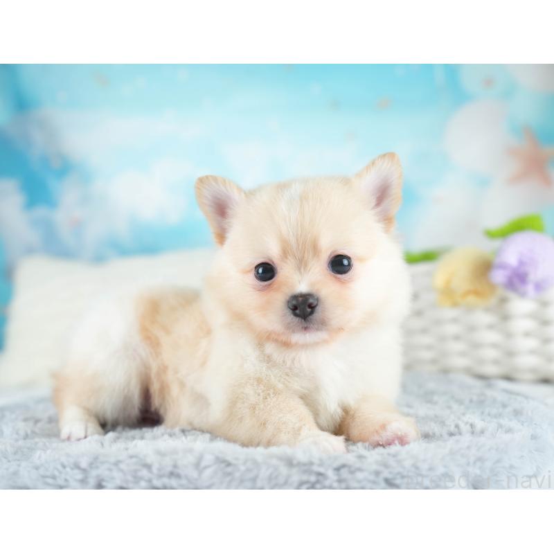 販売中の埼玉県のミックス犬-412520の8枚目