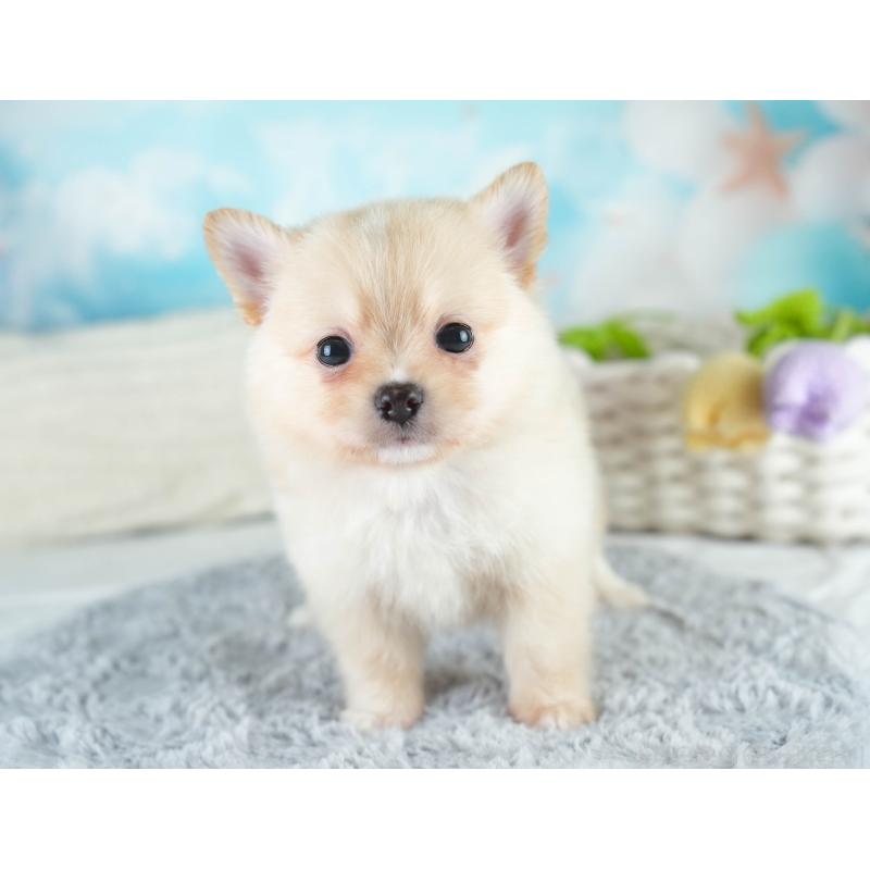販売中の埼玉県のミックス犬-412520の7枚目