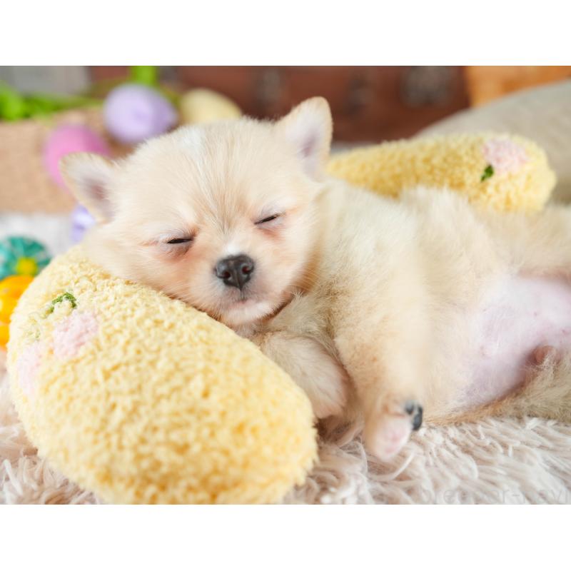 販売中の埼玉県のミックス犬-412520の6枚目