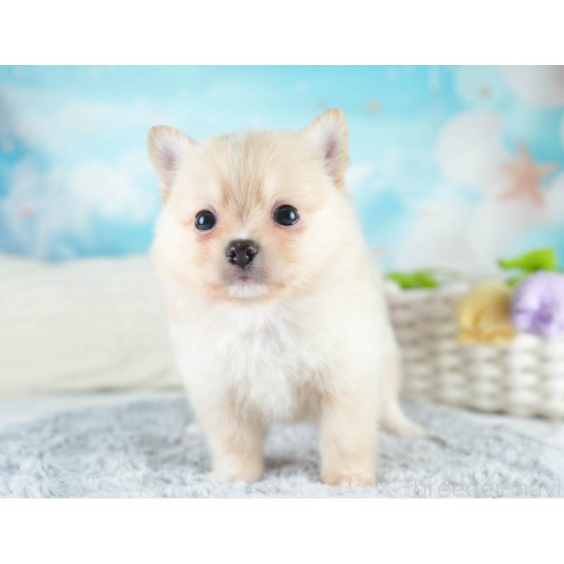 販売中の埼玉県のミックス犬-412520の5枚目