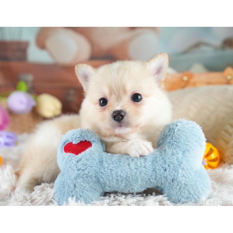 販売中の埼玉県のミックス犬-412520の4枚目