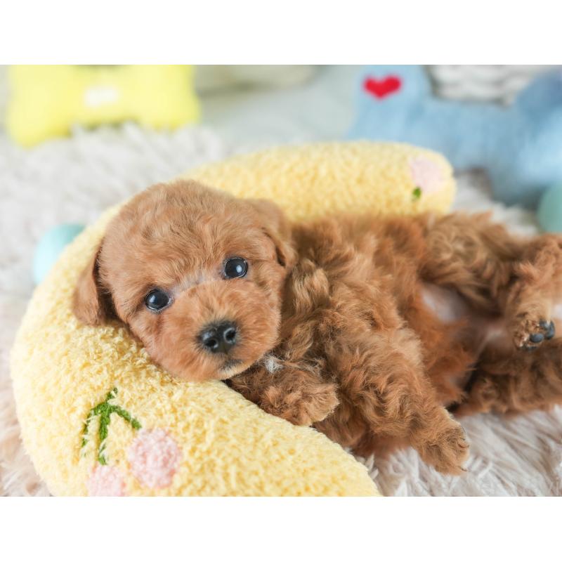 販売中の埼玉県のトイプードル-412518の5枚目
