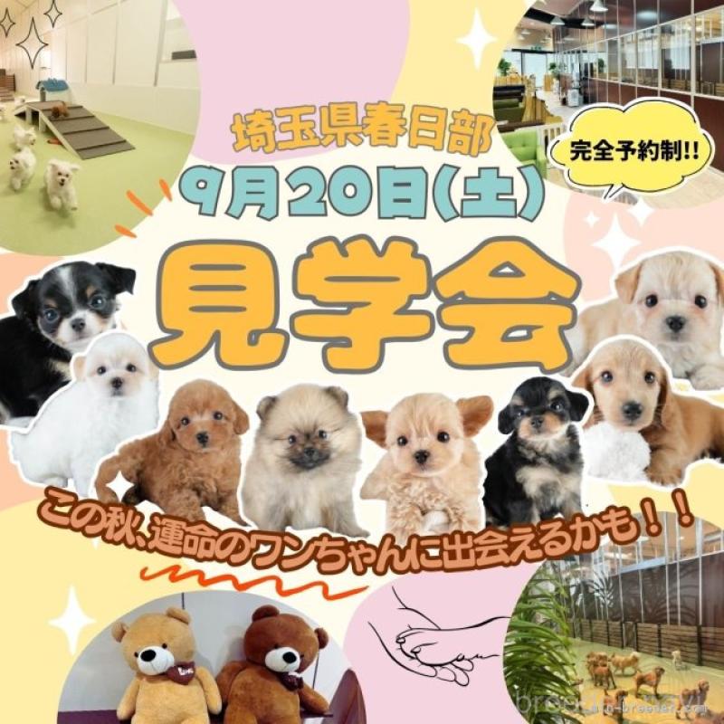 販売中の埼玉県のトイプードル-412516の14枚目