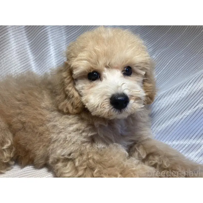 販売中の千葉県のマルプー:マルチーズ×トイプードル-412282の4枚目