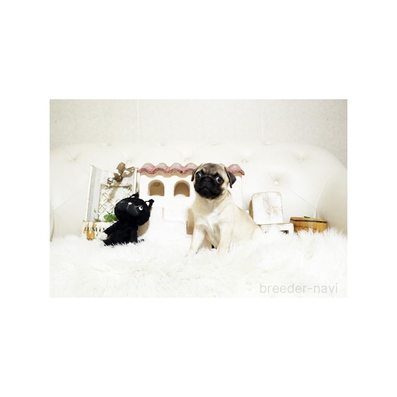 成約済の佐賀県のパグ-401150の5枚目