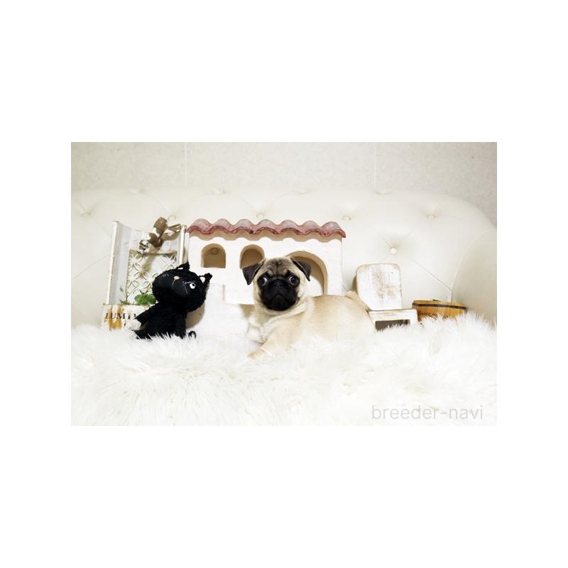 成約済の佐賀県のパグ-401150の4枚目