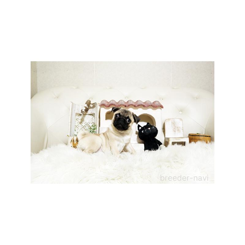 成約済の佐賀県のパグ-401150の3枚目